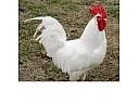 Leghorn kohout